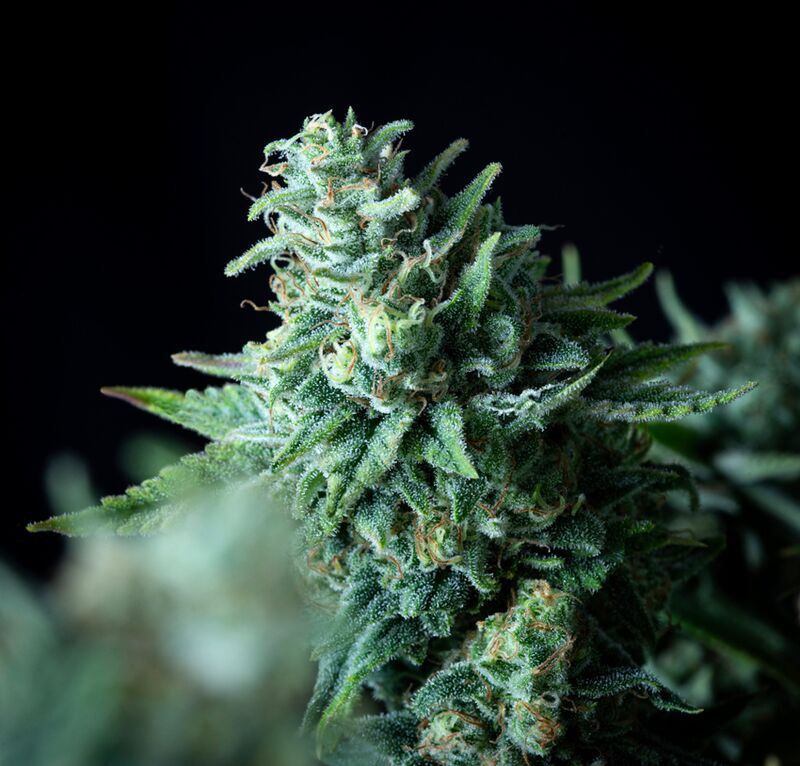 Patagonia Fast, Фасовка: 5+1